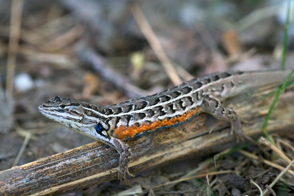 Slevin’s Bunch Grass Lizard (Sceloporus slevini)