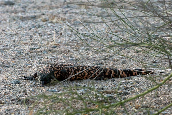 Reticulate Gila Monster (Heloderma suspectum suspectum)