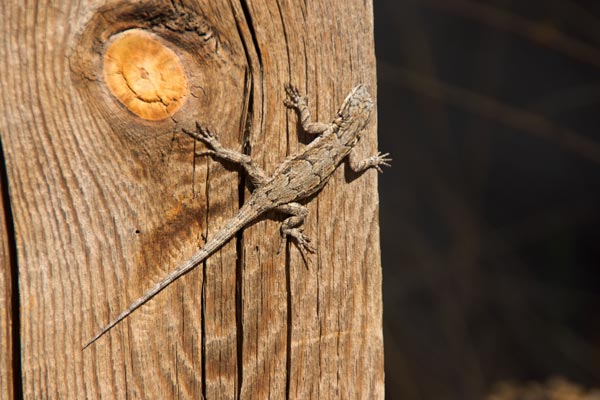 Schott’s Tree Lizard (Urosaurus ornatus schottii)