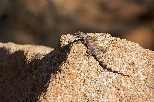 New Mexico Crevice Spiny Lizard (Sceloporus poinsettii poinsettii)