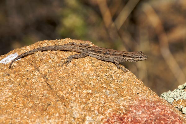 Schott’s Tree Lizard (Urosaurus ornatus schottii)