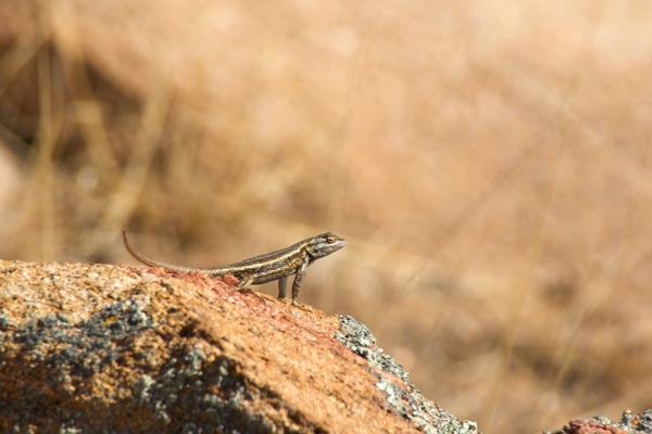 Southwestern Fence Lizard (Sceloporus cowlesi)