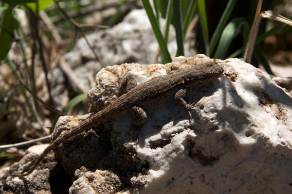 Schott’s Tree Lizard (Urosaurus ornatus schottii)