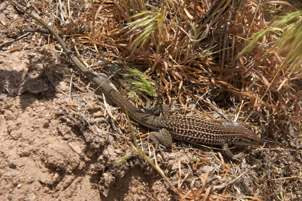 Chihuahuan Spotted Whiptail (Aspidoscelis exsanguis)