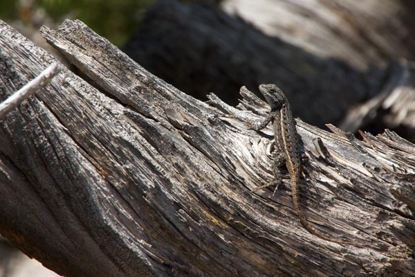 Plateau Lizard (Sceloporus tristichus)