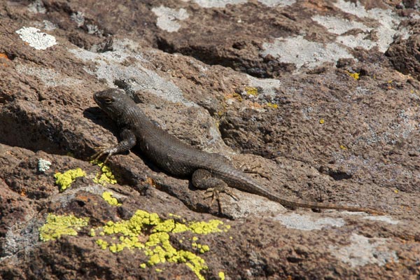 Plateau Lizard (Sceloporus tristichus)