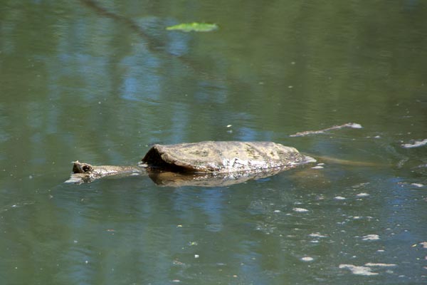 Snapping Turtle (Chelydra serpentina)