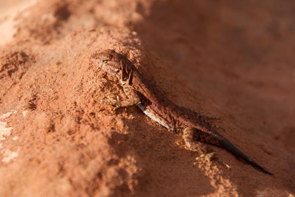 Plateau Side-blotched Lizard (Uta stansburiana uniformis)