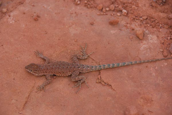 Plateau Side-blotched Lizard (Uta stansburiana uniformis)