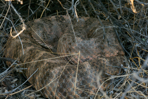 Tiger Rattlesnake (Crotalus tigris)