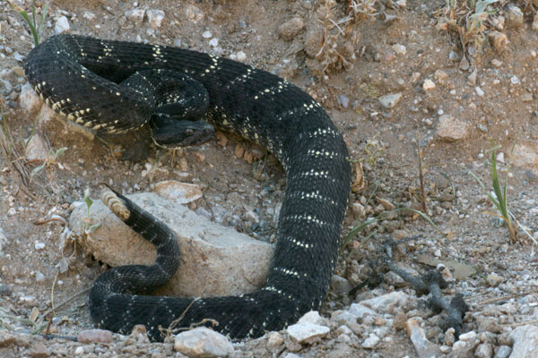 Arizona Black Rattlesnake (Crotalus cerberus)