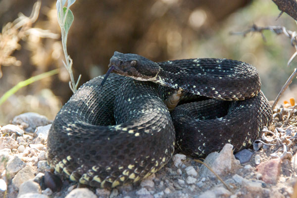 Arizona Black Rattlesnake (Crotalus cerberus)