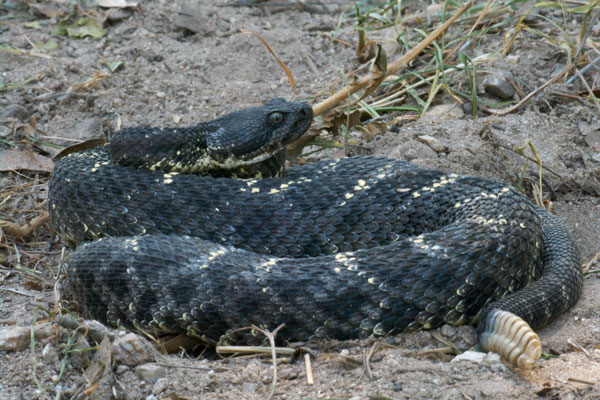 Arizona Black Rattlesnake (Crotalus cerberus)