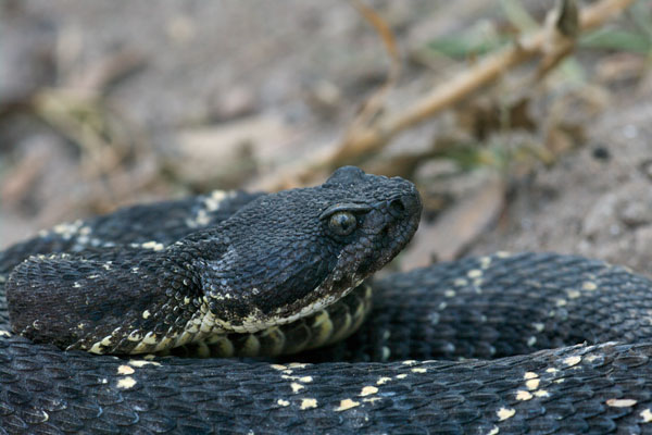 Arizona Black Rattlesnake (Crotalus cerberus)