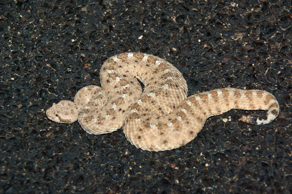 Sonoran Sidewinder (Crotalus cerastes cercobombus)