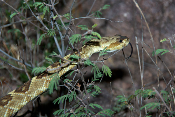 Western Black-tailed Rattlesnake (Crotalus molossus)