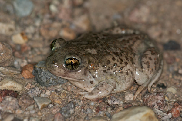 Chihuahuan Desert Spadefoot (Spea multiplicata stagnalis)