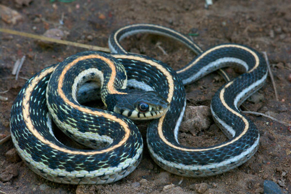 Western Black-necked Gartersnake (Thamnophis cyrtopsis cyrtopsis)