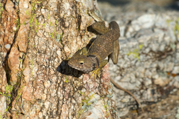 Eastern Collared Lizard (Crotaphytus collaris)