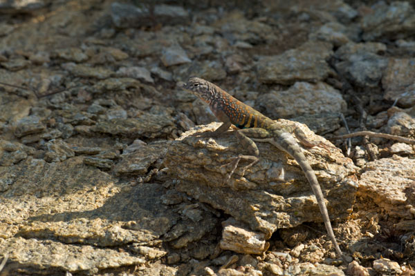 Chihuahuan Greater Earless Lizard (Cophosaurus texanus scitulus)