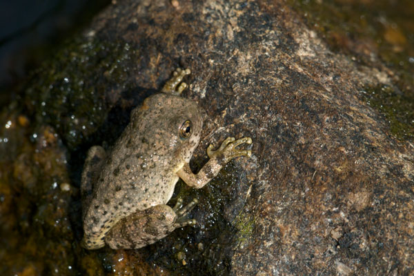 Canyon Treefrog (Hyla arenicolor)