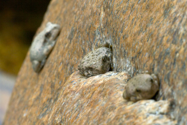 Canyon Treefrog (Hyla arenicolor)