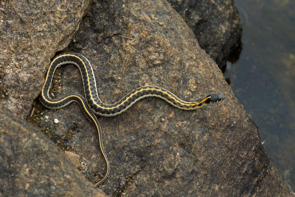 Western Black-necked Gartersnake (Thamnophis cyrtopsis cyrtopsis)