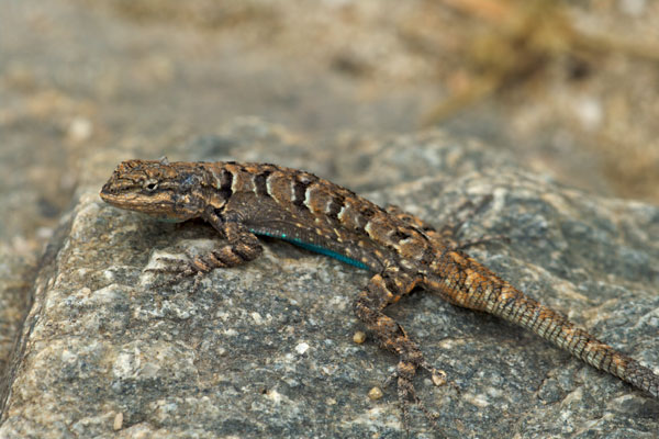 Schott’s Tree Lizard (Urosaurus ornatus schottii)