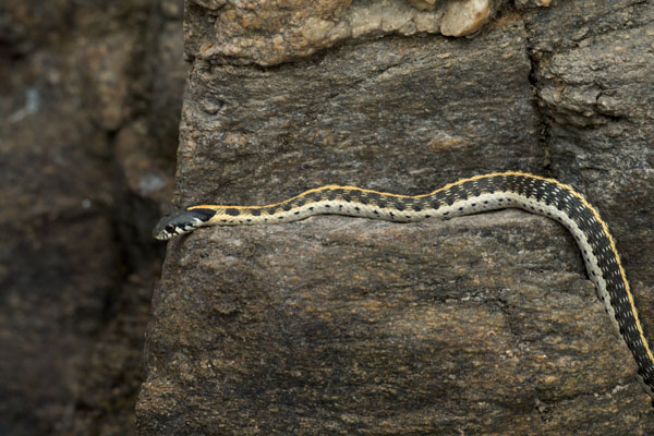 Western Black-necked Gartersnake (Thamnophis cyrtopsis cyrtopsis)