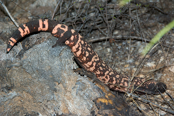 Reticulate Gila Monster (Heloderma suspectum suspectum)