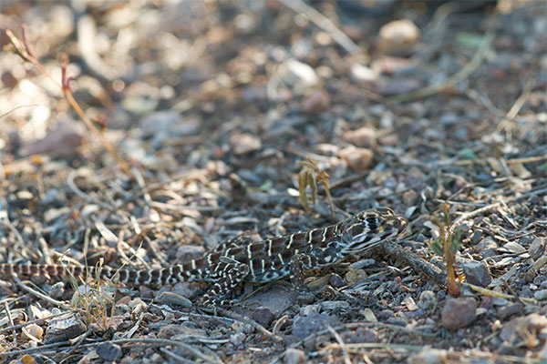 Long-nosed Leopard Lizard (Gambelia wislizenii)