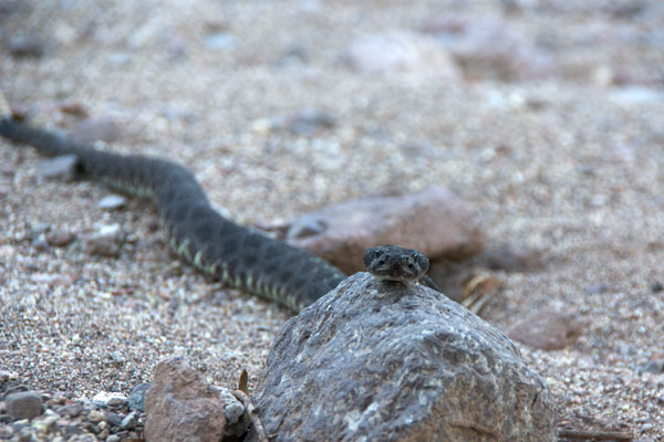 Arizona Black Rattlesnake (Crotalus cerberus)