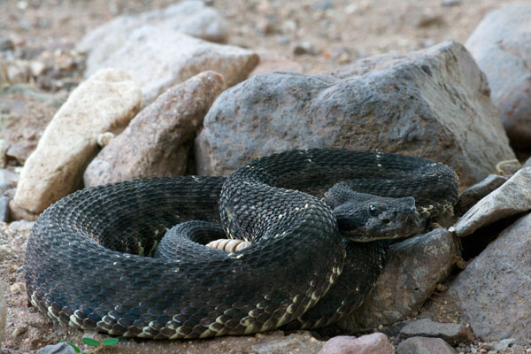 Arizona Black Rattlesnake (Crotalus cerberus)