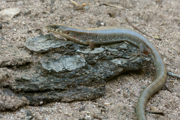 Arizona Alligator Lizard (Elgaria kingii nobilis)