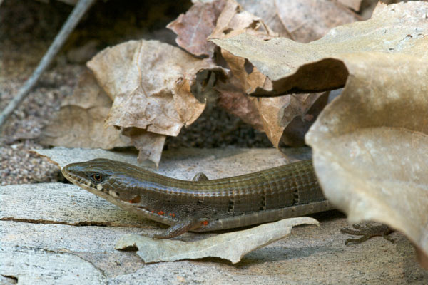 Arizona Alligator Lizard (Elgaria kingii nobilis)