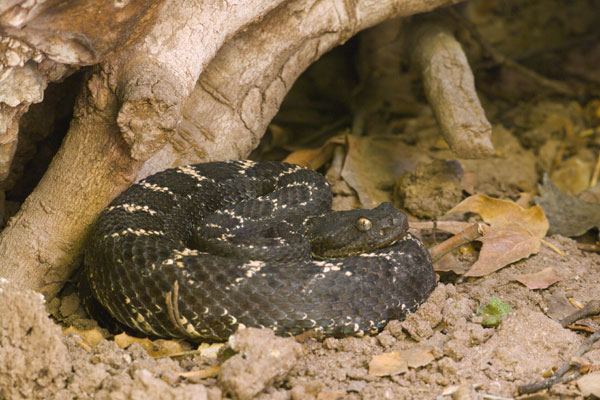 Arizona Black Rattlesnake (Crotalus cerberus)