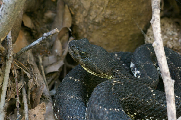 Arizona Black Rattlesnake (Crotalus cerberus)