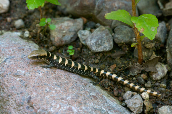 Arizona Alligator Lizard (Elgaria kingii nobilis)