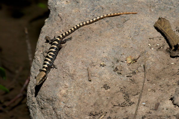 Arizona Alligator Lizard (Elgaria kingii nobilis)