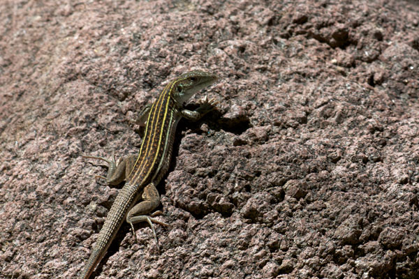 Gila Spotted Whiptail (Aspidoscelis flagellicauda)