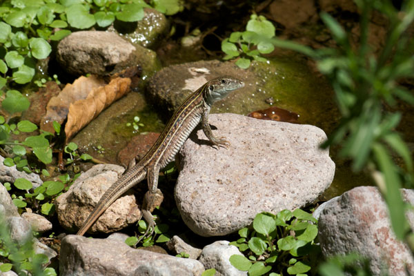 Gila Spotted Whiptail (Aspidoscelis flagellicauda)