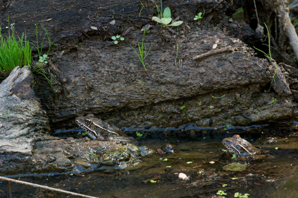 Lowland Leopard Frog (Lithobates yavapaiensis)