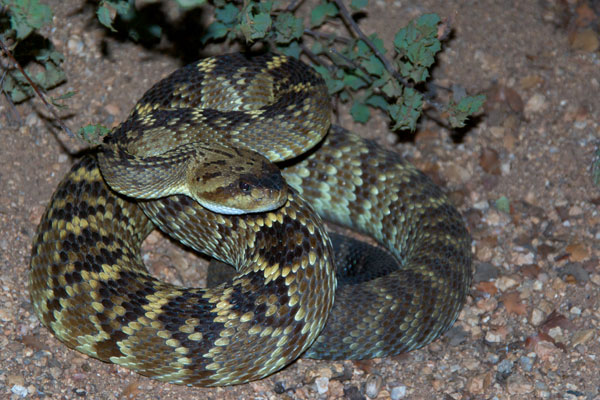 Western Black-tailed Rattlesnake (Crotalus molossus)