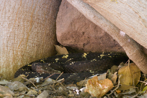 Arizona Black Rattlesnake (Crotalus cerberus)