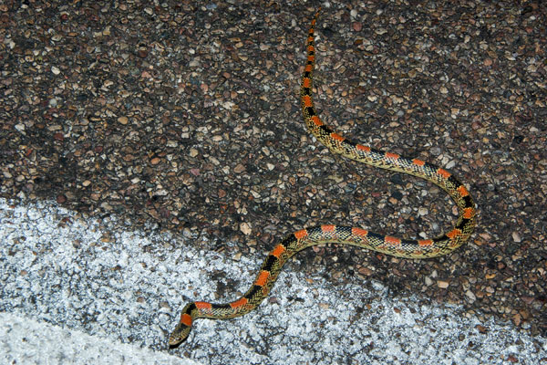 Long-nosed Snake (Rhinocheilus lecontei)