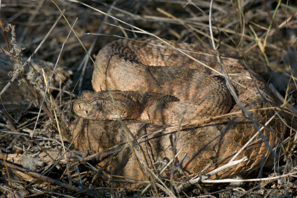 Tiger Rattlesnake (Crotalus tigris)