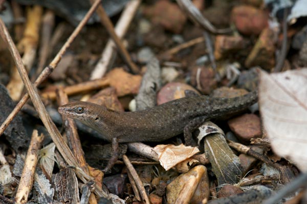 Two-spined Rainbow Skink (Carlia amax)