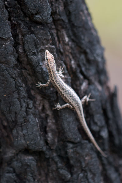 Swanson’s Snake-eyed Skink (Cryptoblepharus cygnatus)