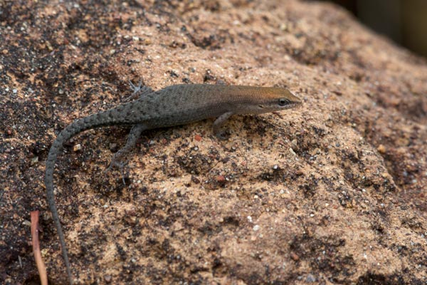 Two-spined Rainbow Skink (Carlia amax)