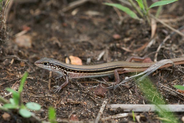 Lowlands Plain-backed Ctenotus (Ctenotus essingtonii essingtonii)